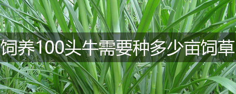 飼養100頭牛需要種多少畝飼草