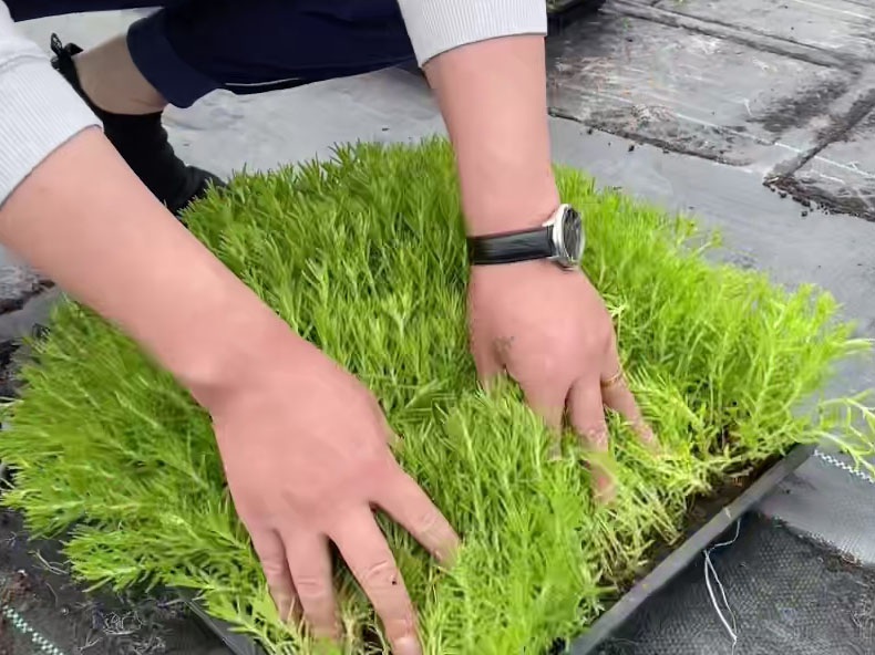 1627612966451990.jpg image.jpg