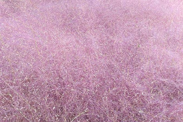 1627614997692388.jpg image.jpg