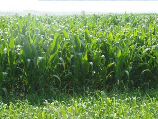 1627615908664352.jpg image.jpg