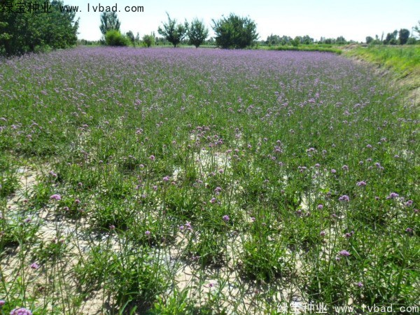 1627617322751197.jpg image.jpg