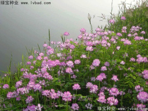 1627617833570749.jpg image.jpg