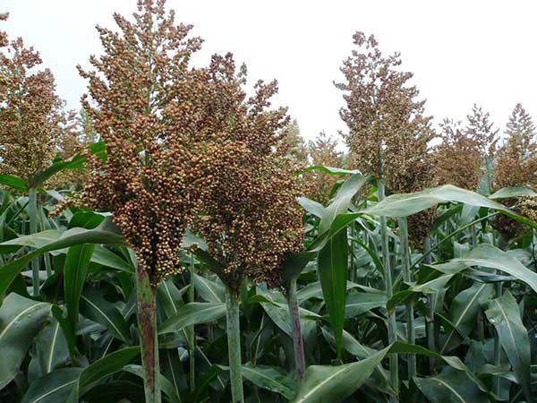 1627621794731937.jpg image.jpg