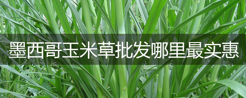 墨西哥玉米草批發哪里最實惠 墨西哥玉米草批發哪里最實惠