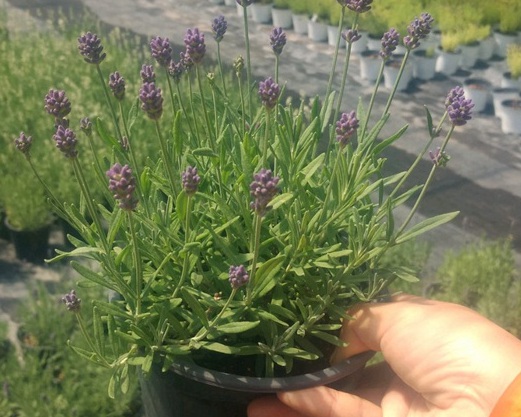 1627692664965854.jpg image.jpg