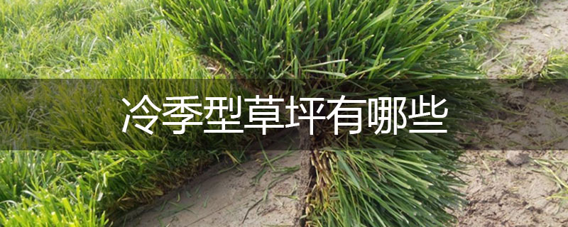 冷季型草坪有哪些 冷季型草坪有哪些