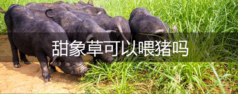 甜象草可以喂豬嗎
