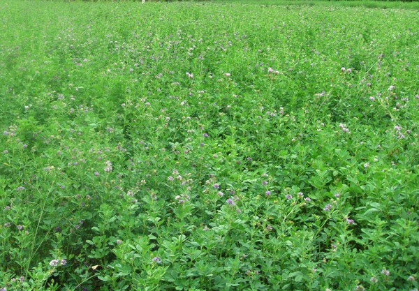 1627698811815551.jpg image.jpg