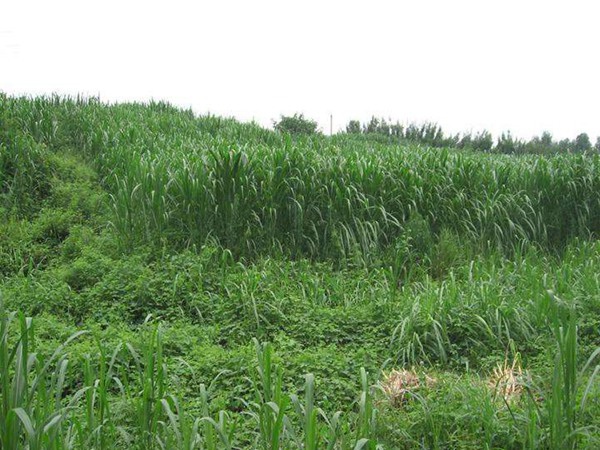 1627699132165814.jpg image.jpg