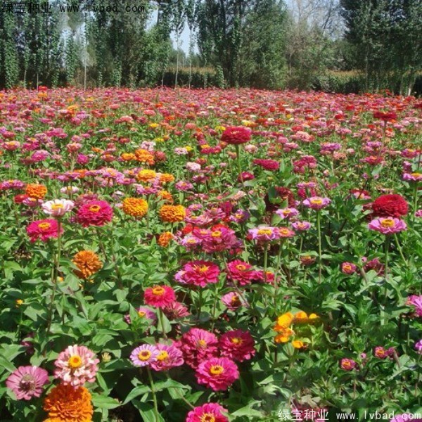 1627699728919835.jpg image.jpg