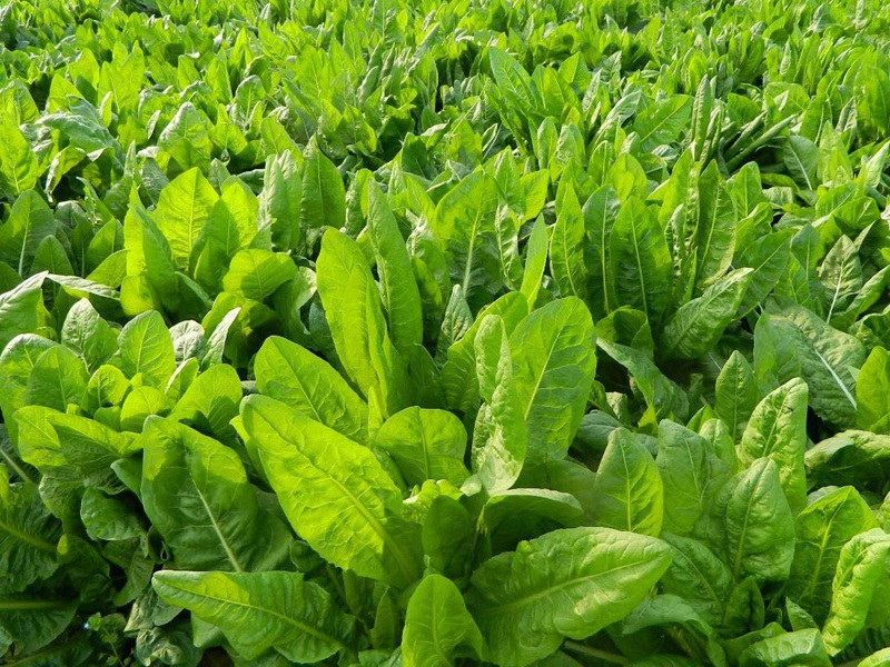 1627700414182176.jpg image.jpg