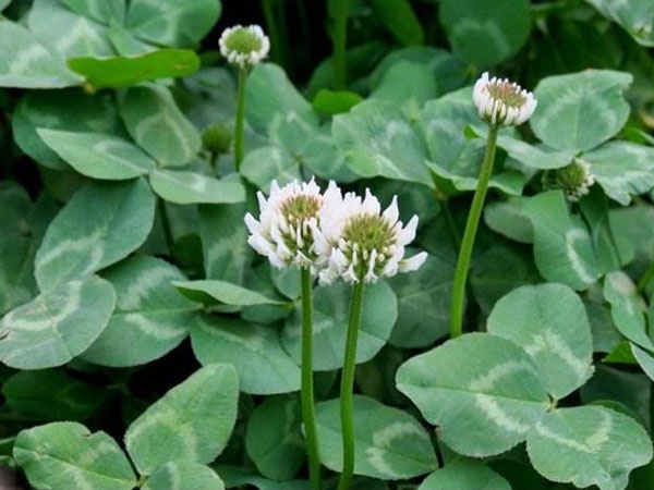 1627702123810141.jpg image.jpg