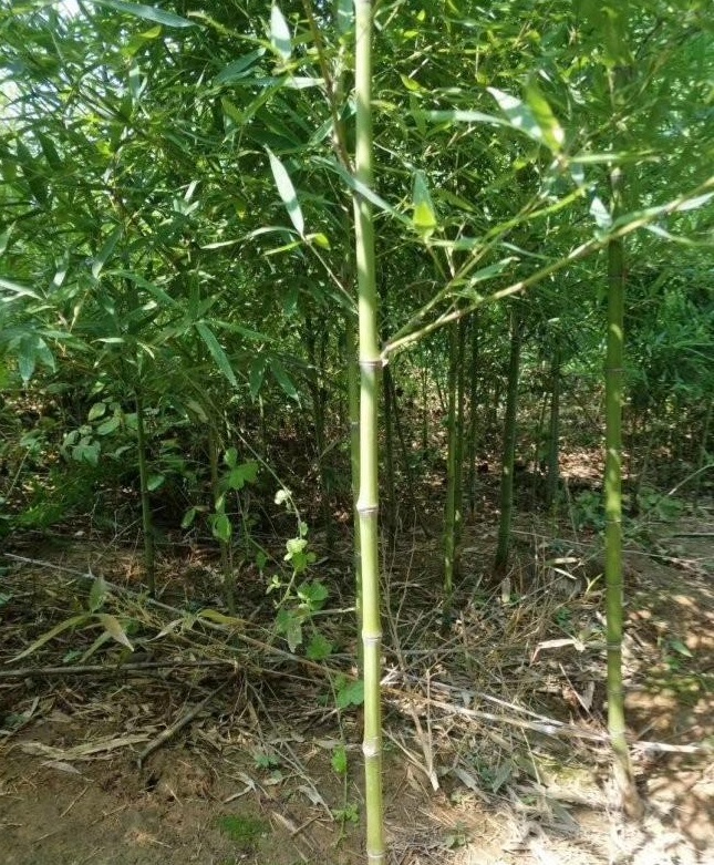 1627818010574473.jpg image.jpg