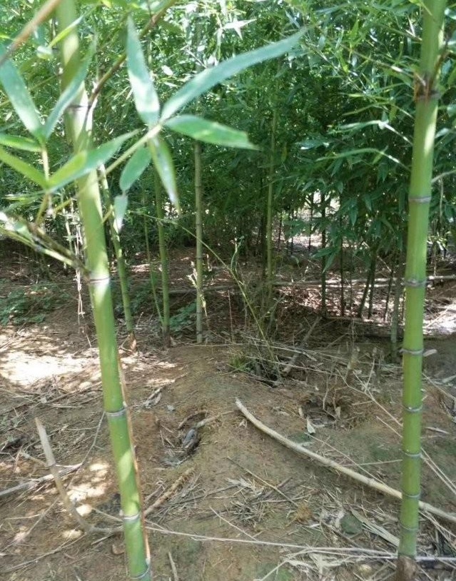 1627818024515175.jpg image.jpg