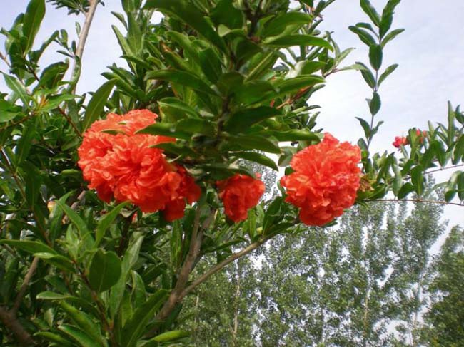 1627818137862391.jpg image.jpg