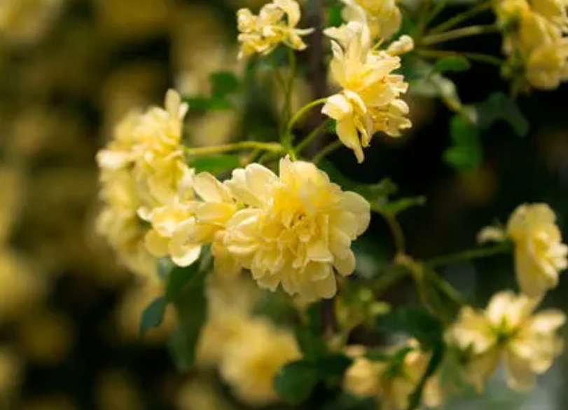 1627819080939925.jpg image.jpg