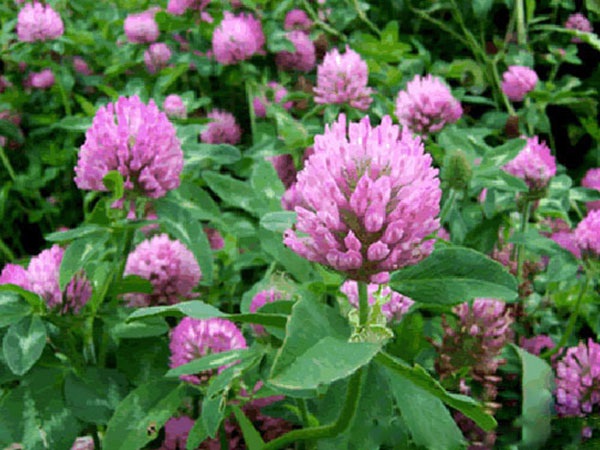 1627819230778458.jpg image.jpg