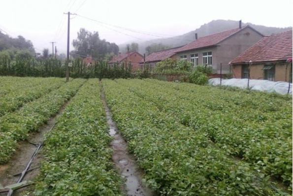 1627819486624268.jpg image.jpg