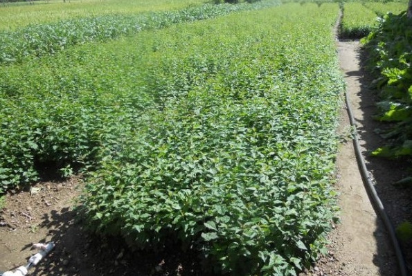 1627819509149190.jpg image.jpg