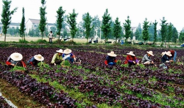 1627820328758639.jpg image.jpg