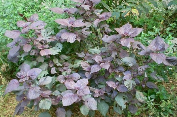 1627820339532899.jpg image.jpg