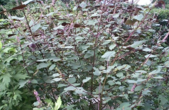 1627820378912458.jpg image.jpg