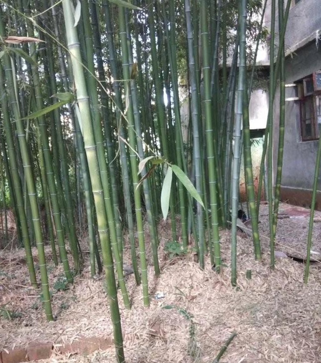 1627820658350888.jpg image.jpg