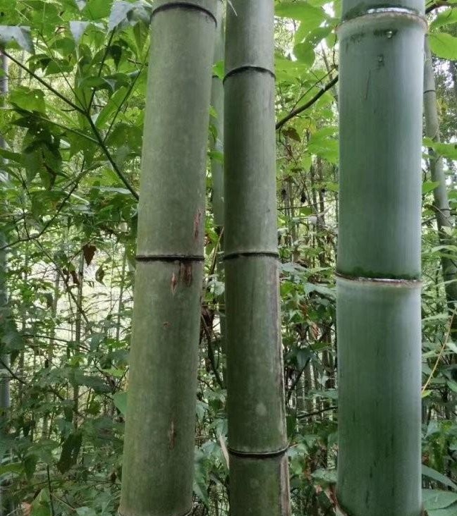 1627820673659342.jpg image.jpg