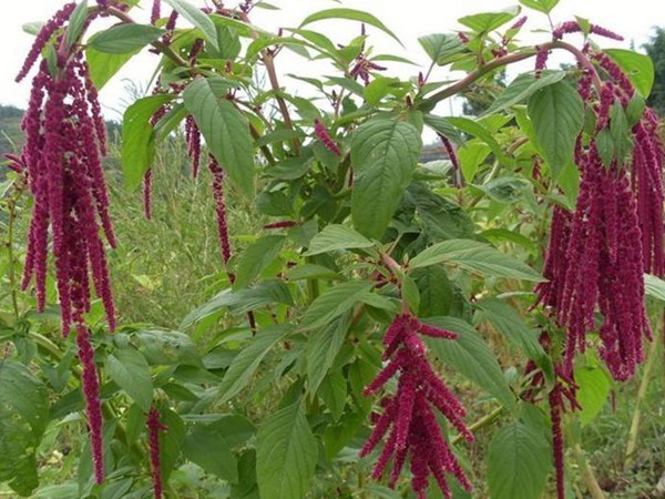 1627820775938839.jpg image.jpg