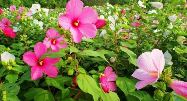 1627820973272553.jpg image.jpg