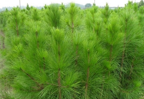 1627821057916606.jpg image.jpg