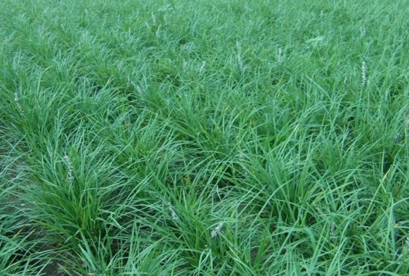 1627821419693198.jpg image.jpg