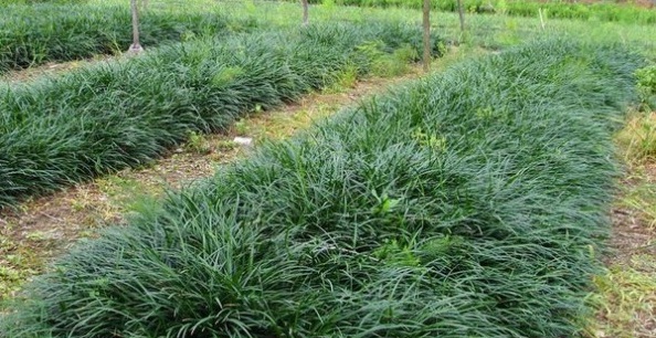 1627821458463628.jpg image.jpg