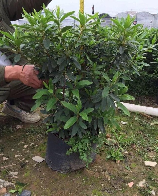 1627821726239175.jpg image.jpg