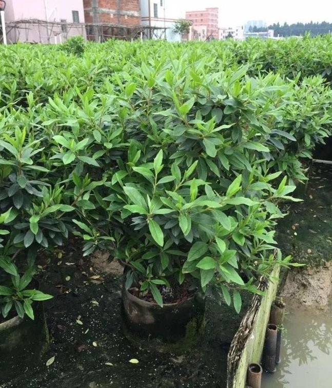 1627821737950143.jpg image.jpg