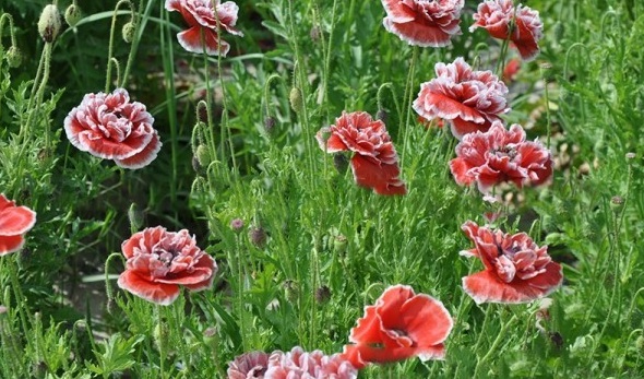 1627821904801146.jpg image.jpg