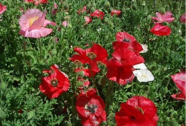 1627821921216909.jpg image.jpg