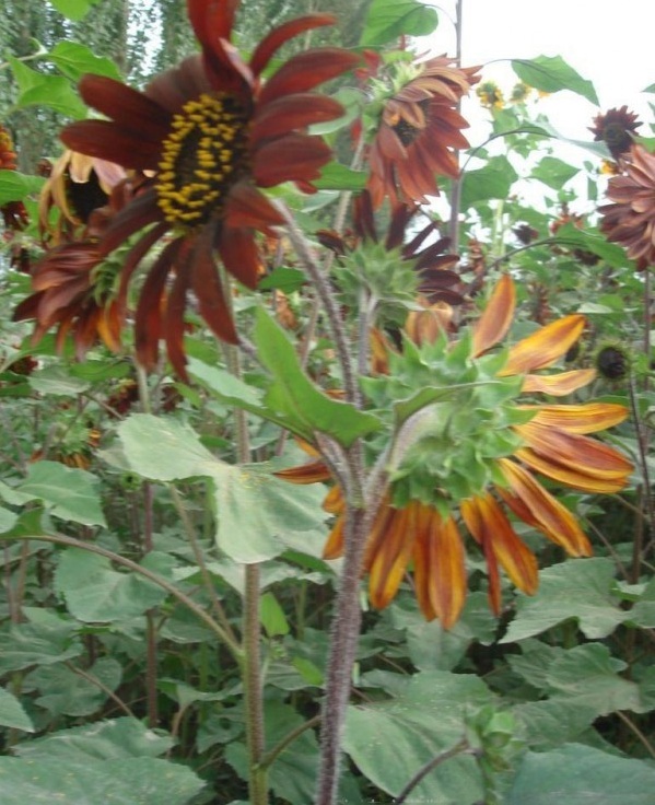 1627821995198547.jpg image.jpg