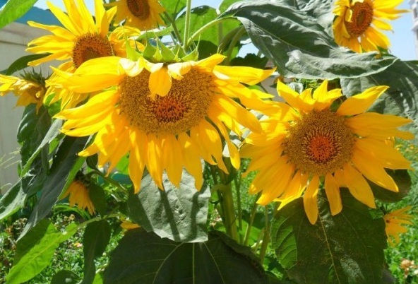 1627822004897654.jpg image.jpg