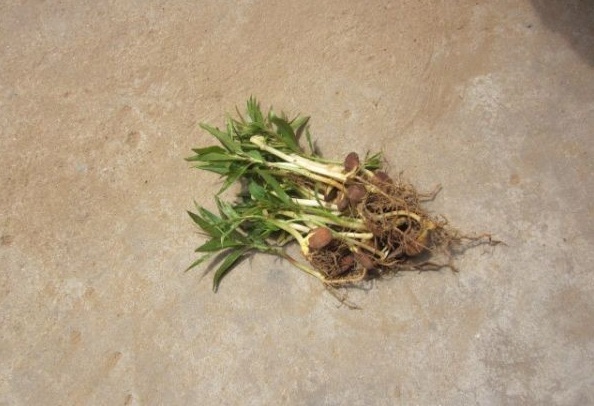 1627822104631736.jpg image.jpg