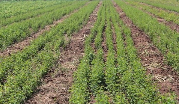 1627822182825254.jpg image.jpg