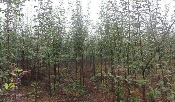 1627822192210832.jpg image.jpg