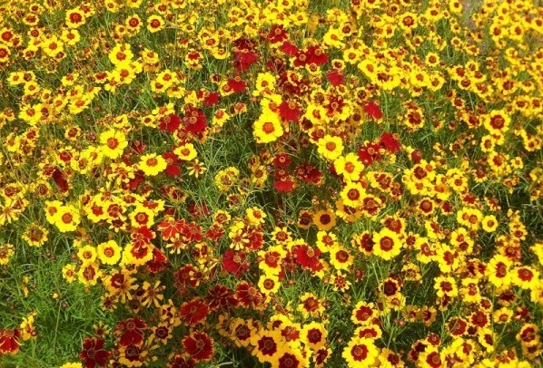 1627822262955687.jpg image.jpg