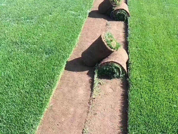 1627822529844154.jpg image.jpg