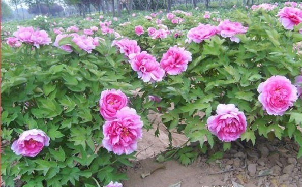 1627822788828680.jpg image.jpg