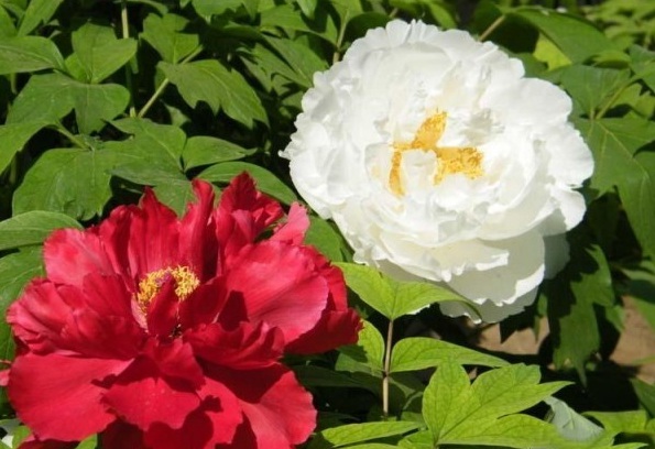 1627822797826314.jpg image.jpg