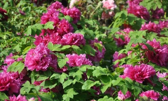 1627822813726466.jpg image.jpg