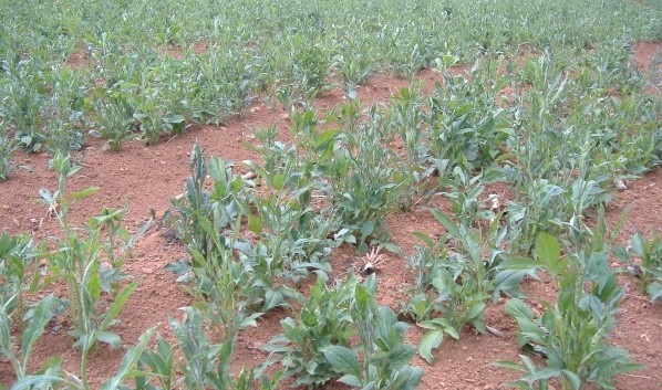 1627823026276863.jpg image.jpg