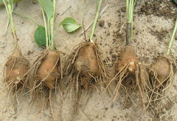 1627823037479582.jpg image.jpg