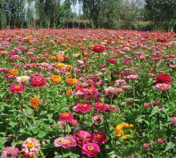 1627823366166097.jpg image.jpg